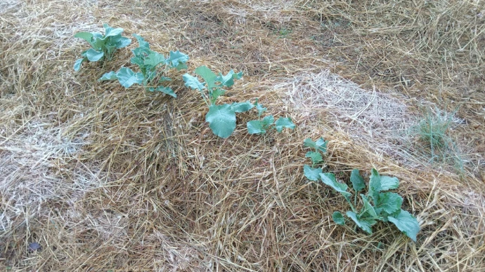 Seedlings grow in straw-covered soil.
